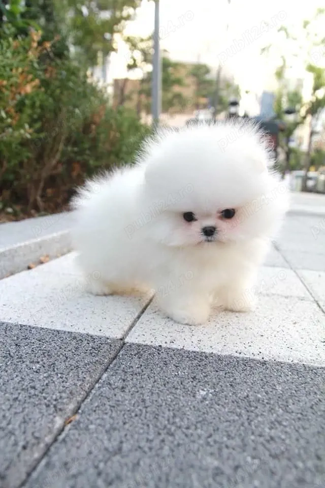 Pomeranian mini toy boo