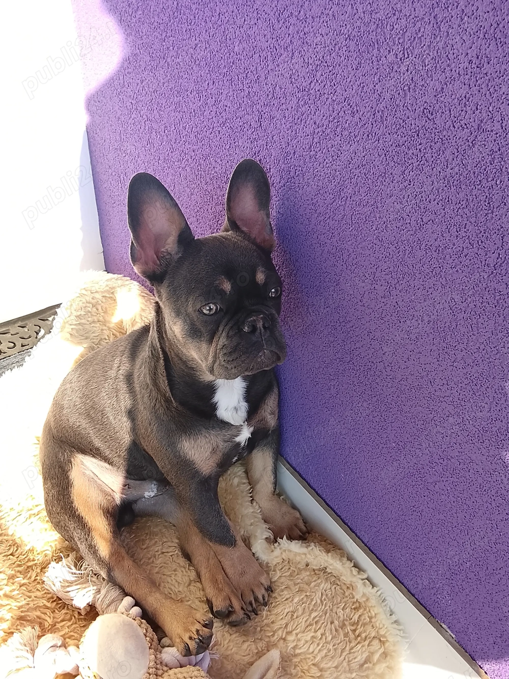 Vând pui buldog francez 5 luni