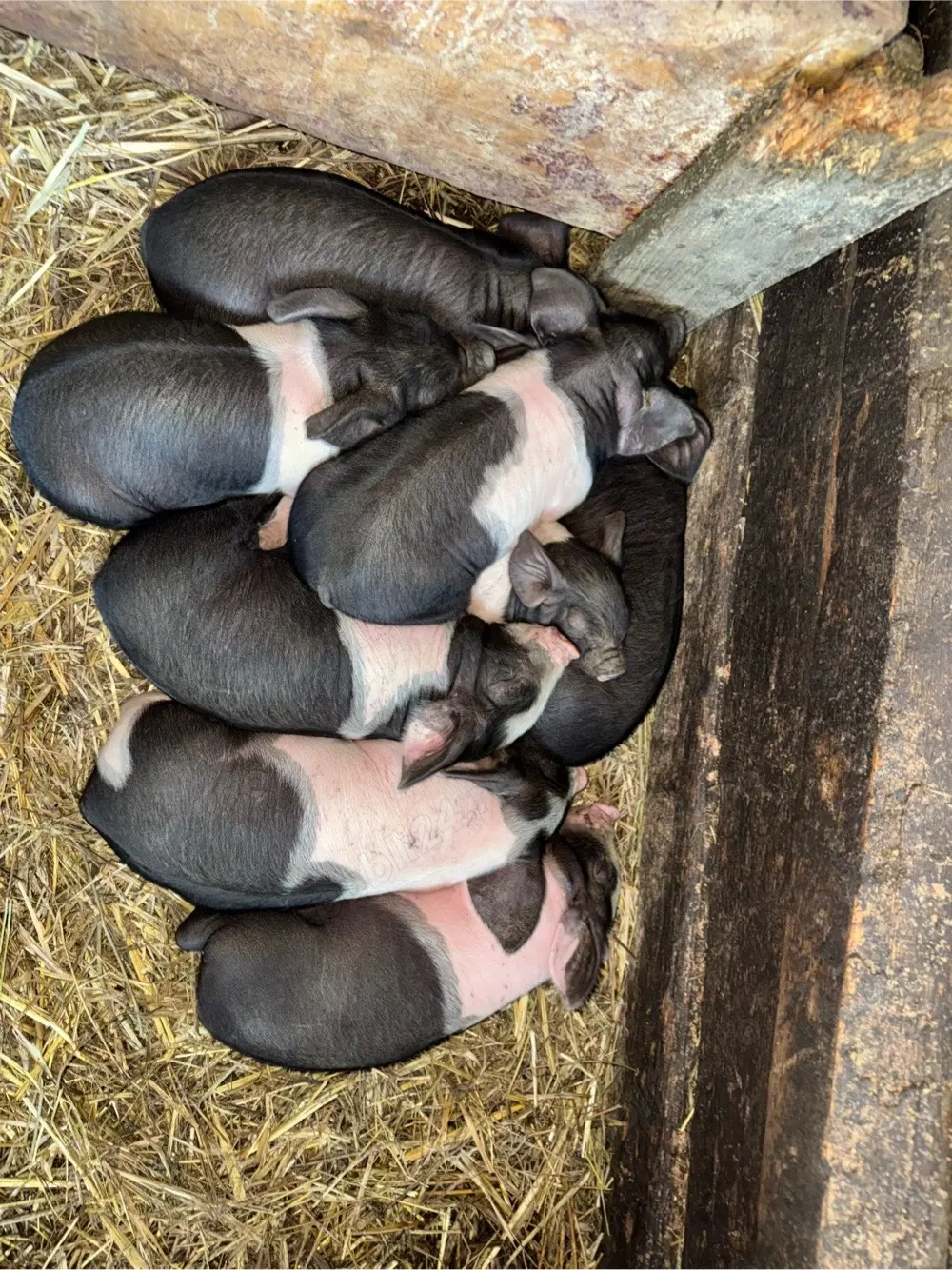 Vând scroafă bazna 