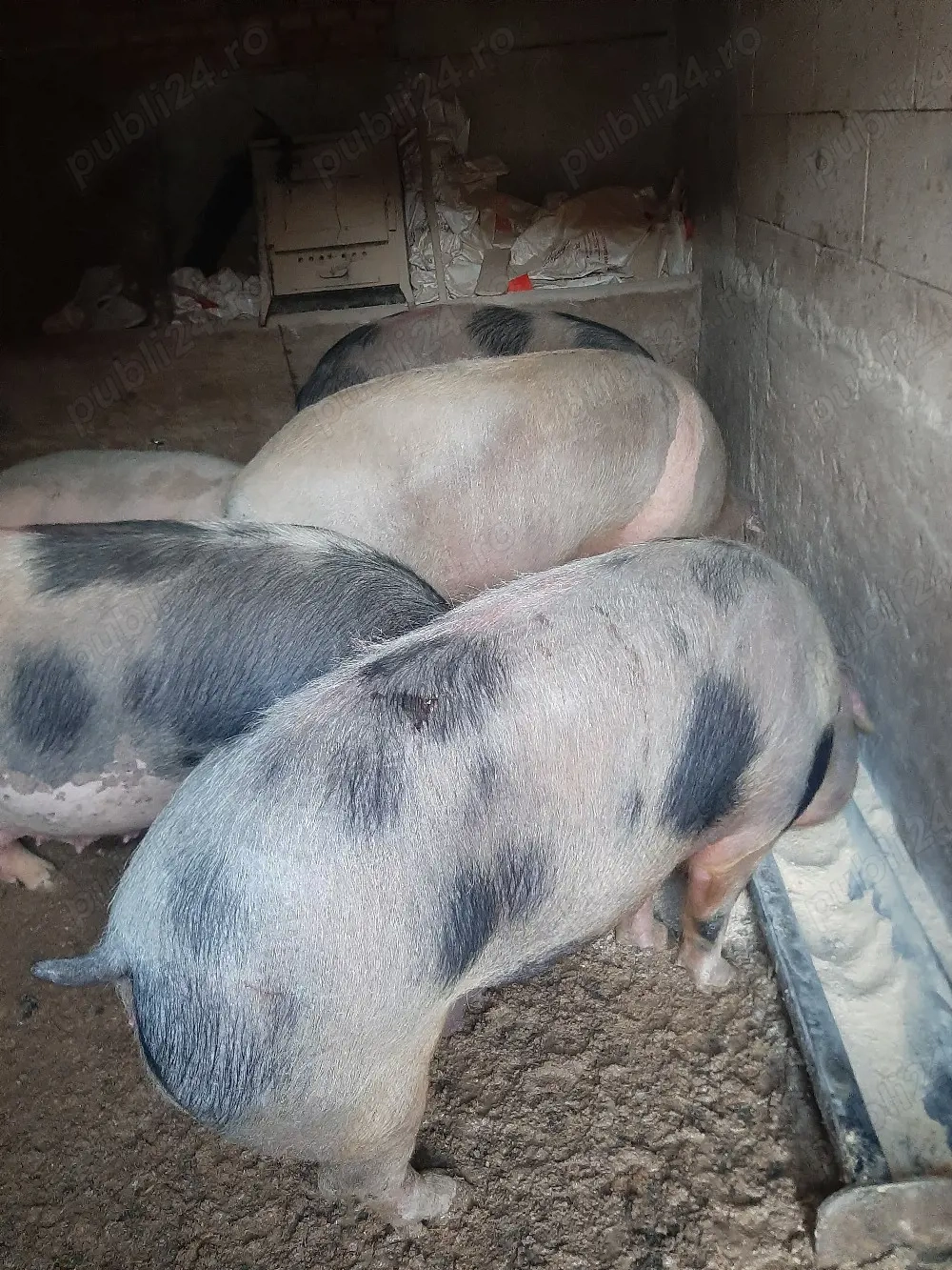 vând porci mari de casă 