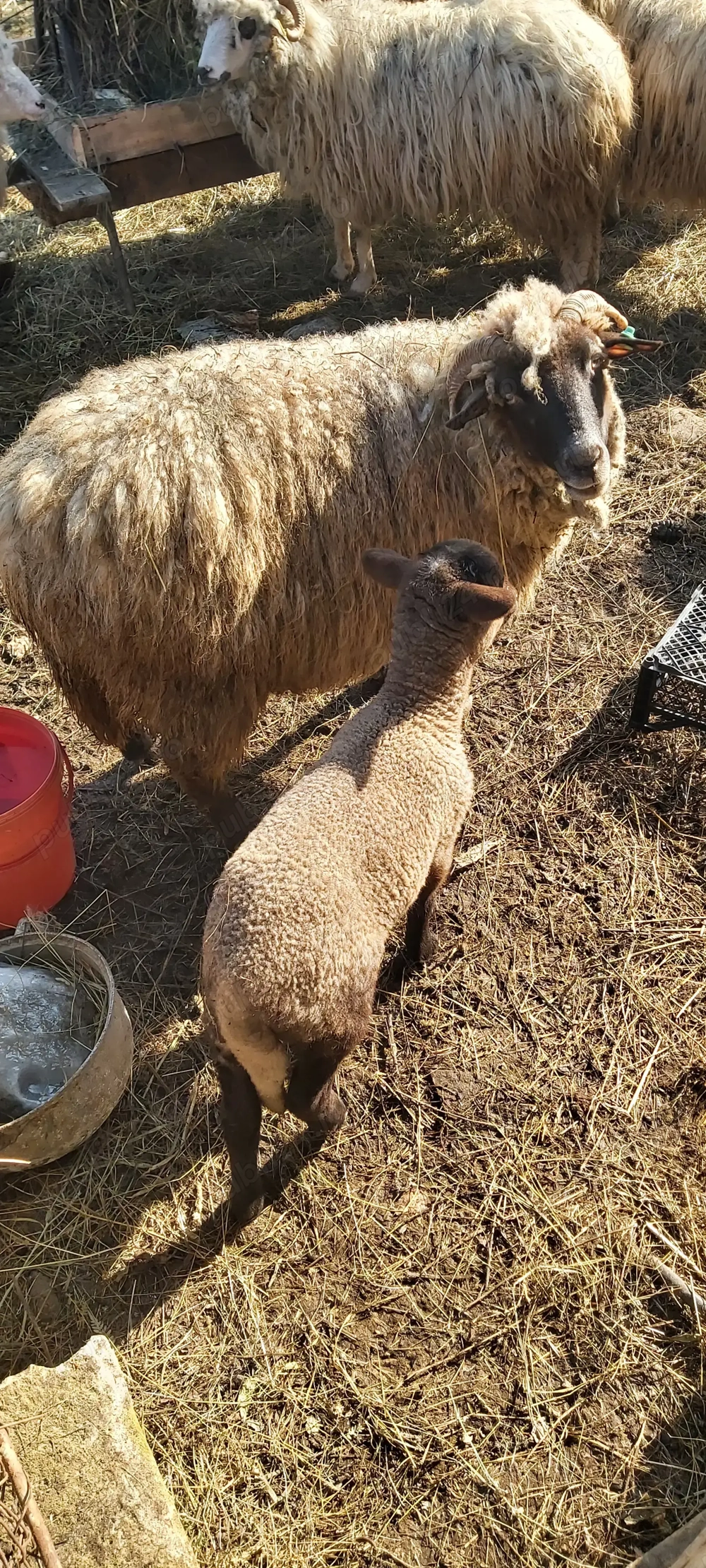 Vind 4 Oi , una fatata