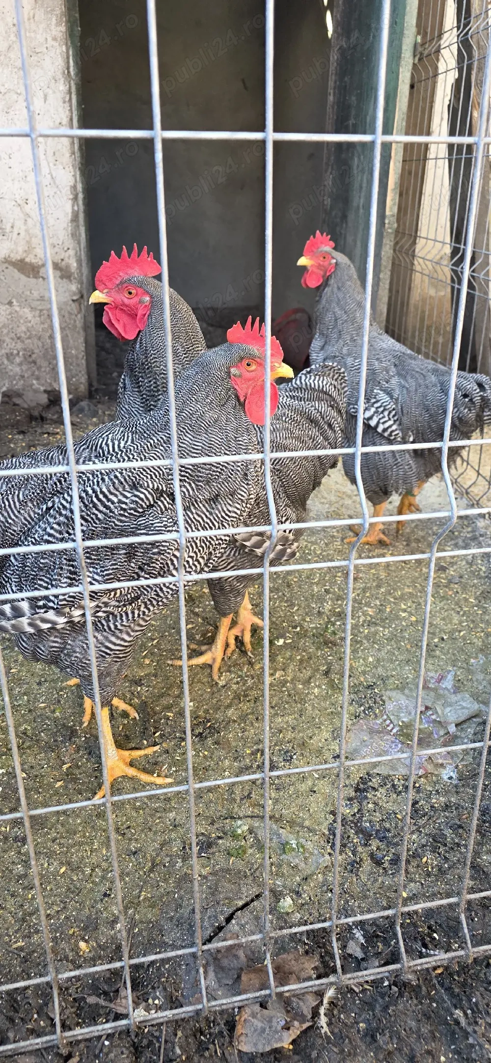 vand cocosi Playmouth Rock Barat