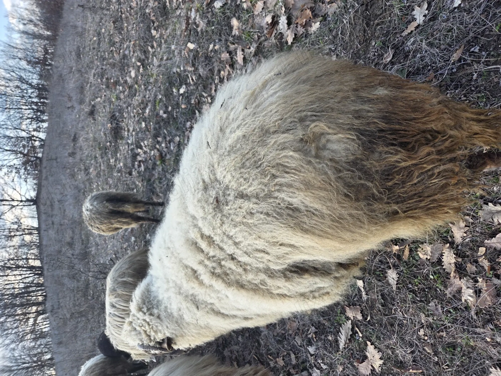 Vand berbec de tinut sau taiat