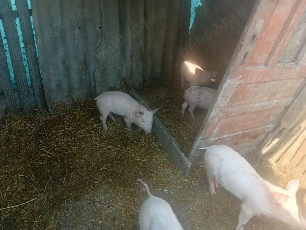 vand porci mici 1000 lei perechea si porc mare 1800 lei