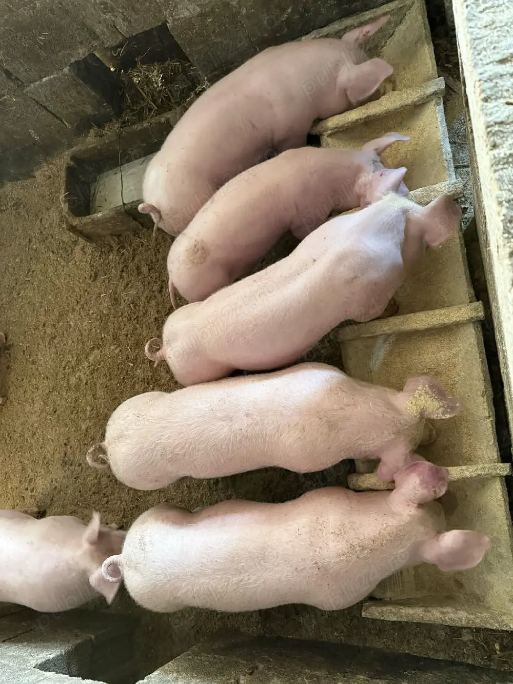 Vand purcei de carne 