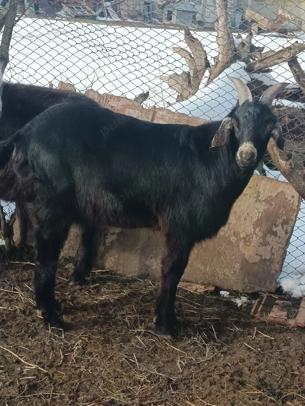 tap de vanzare pret 1800 rasa anglonubian 