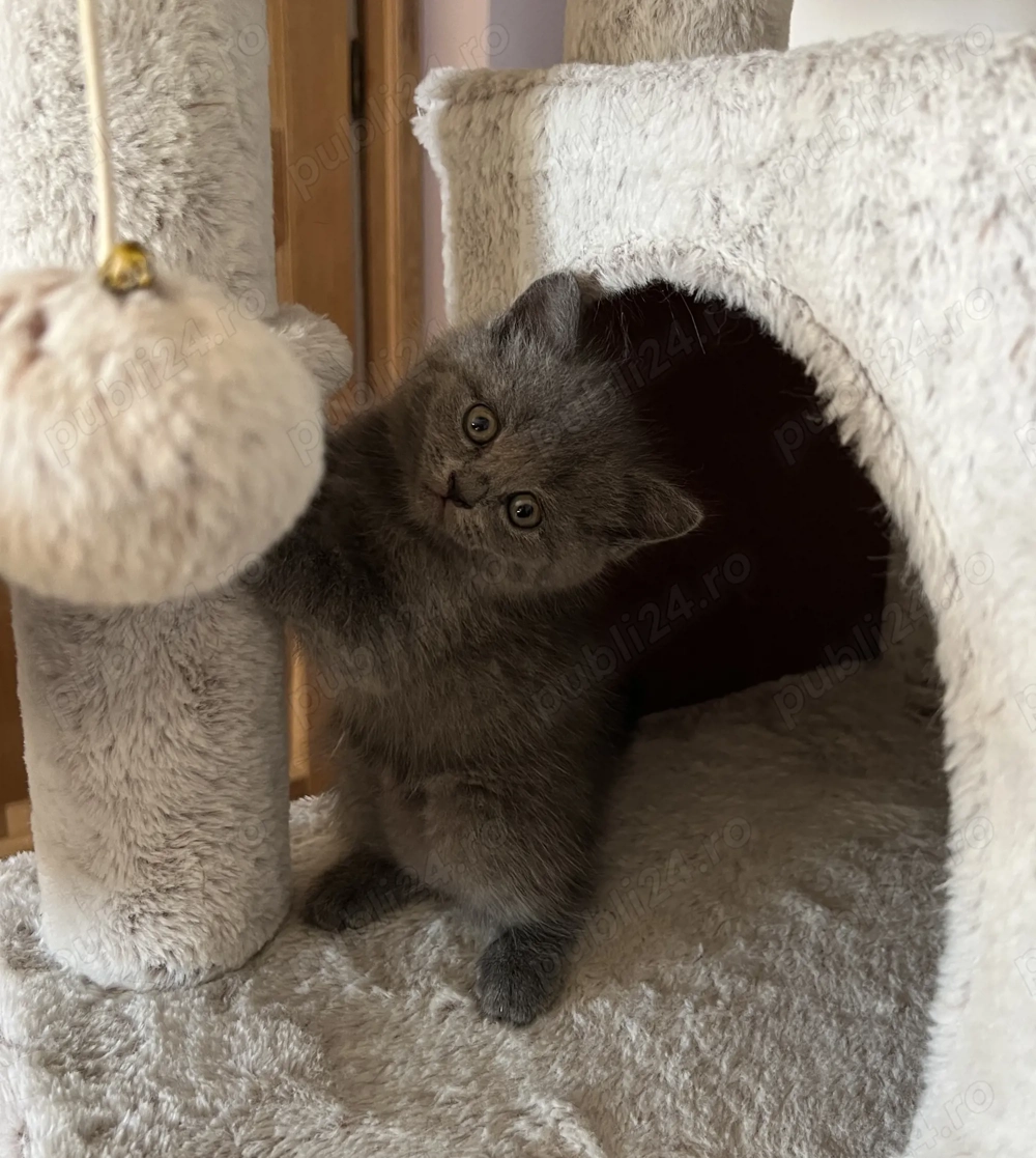 British și Scottish