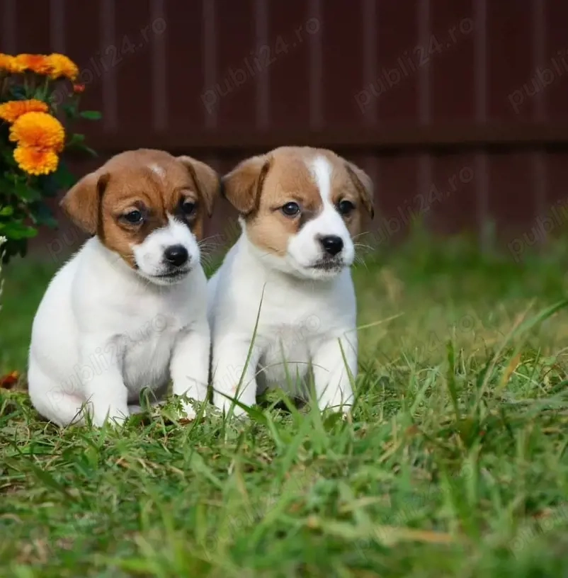 Pui adorabili Jack Russell Terrier- activi , jucăuși, inteligenți 
