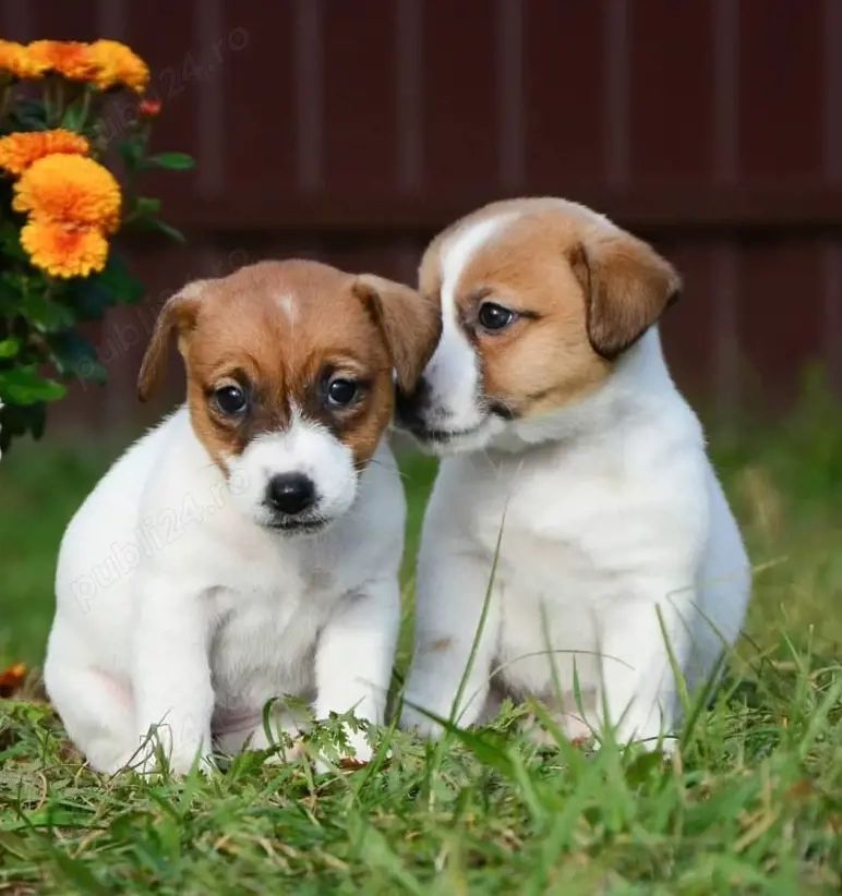 Pui Jack Russell Terrier- energici și jucăuși, perfecți pentru familie!