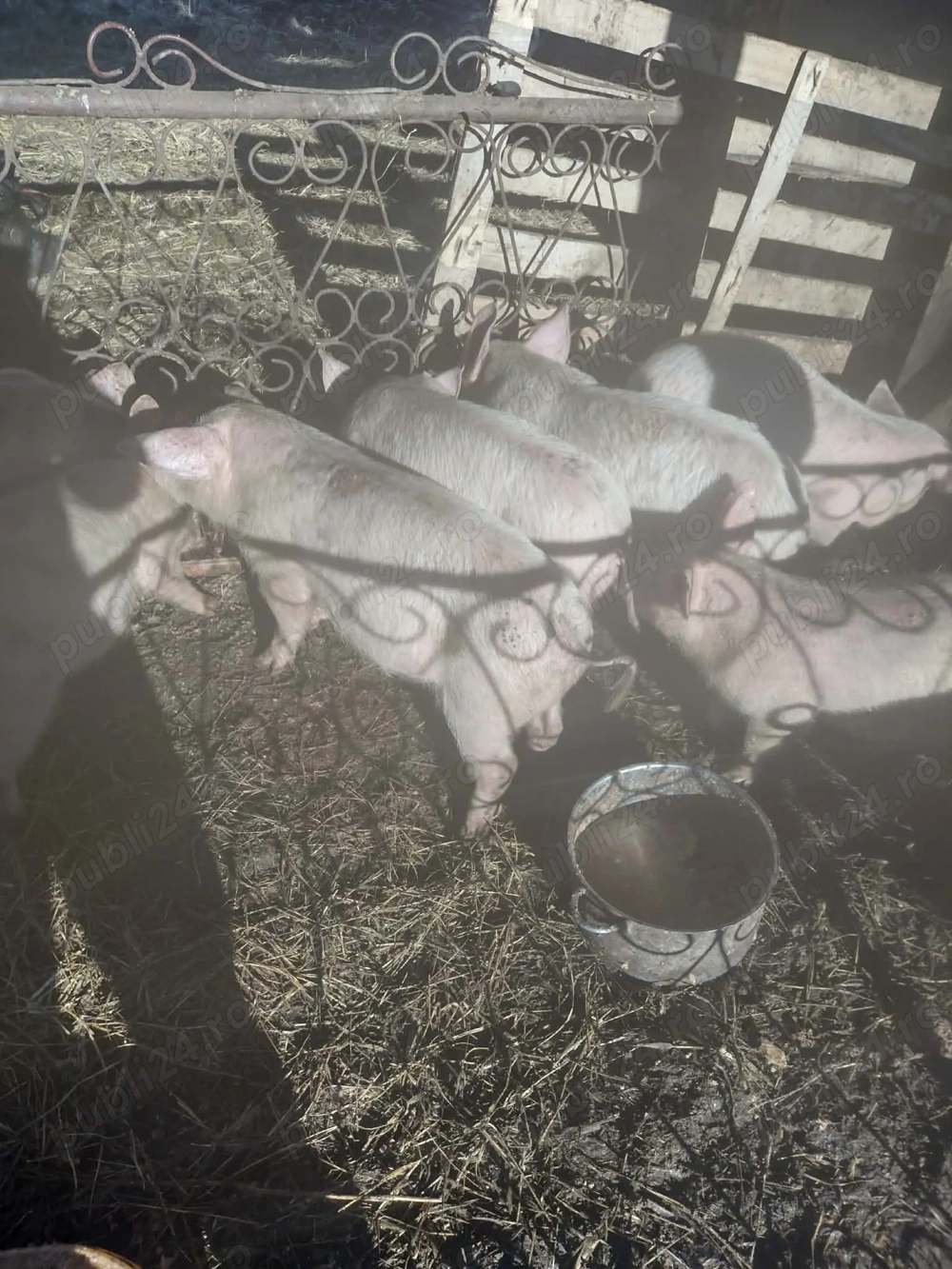 Vând 10 bucăți de purcei ce interesează sunați la nr de telefon 