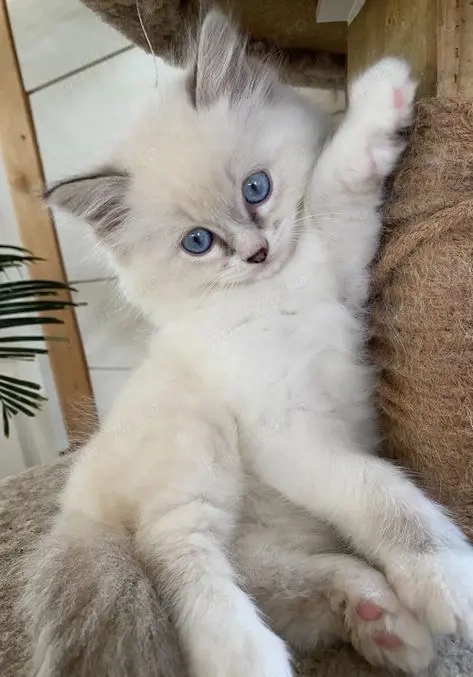 Ragdoll blue point 