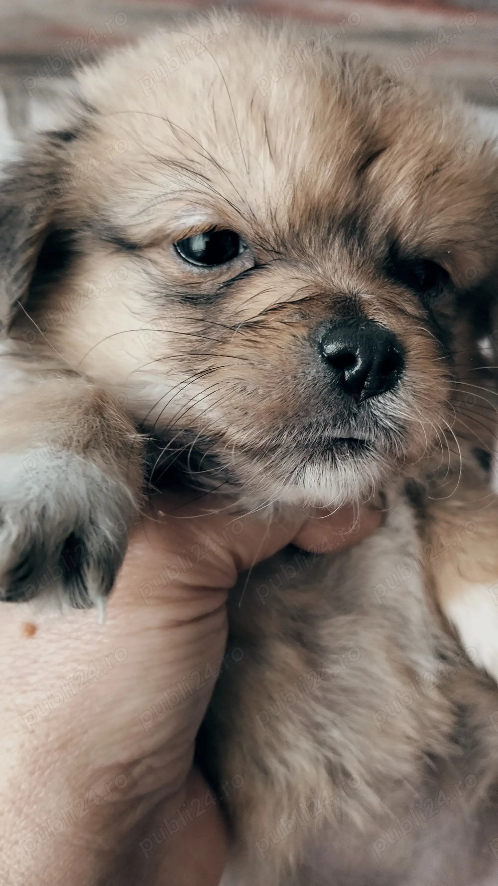 Dora , pentru adopție responsabilă .