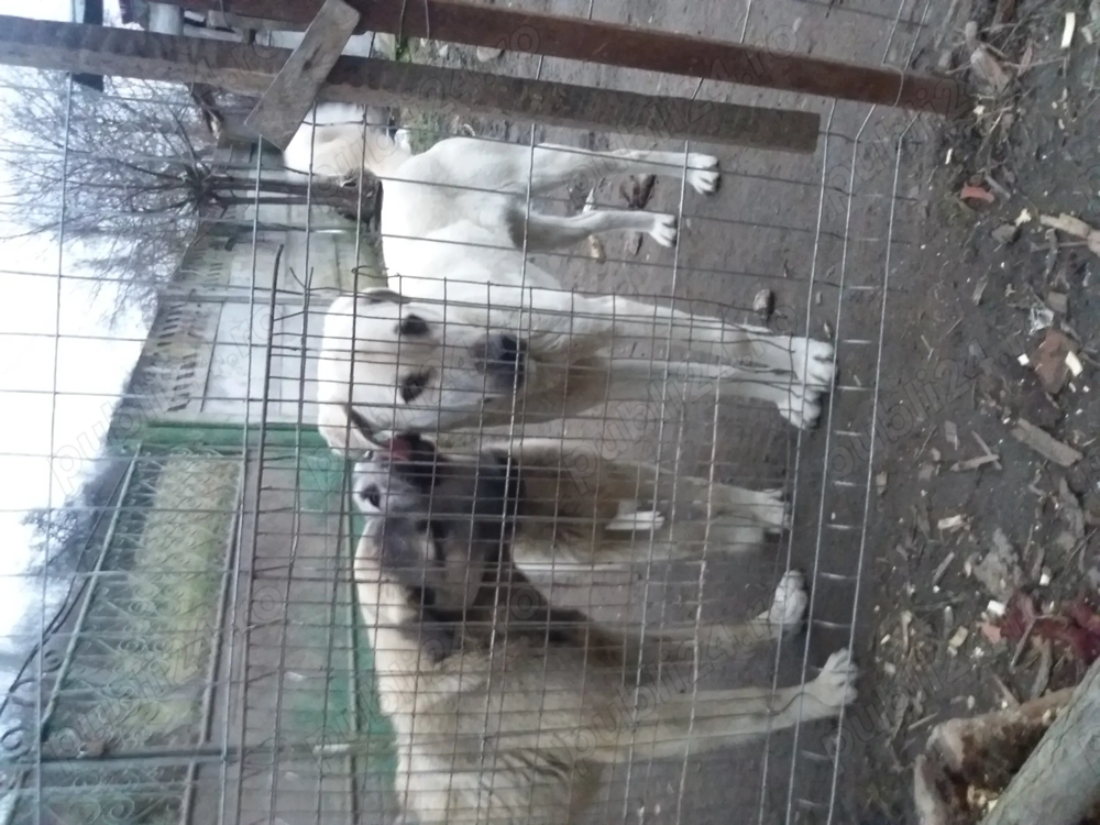 Tineret kangal 6-10 luni