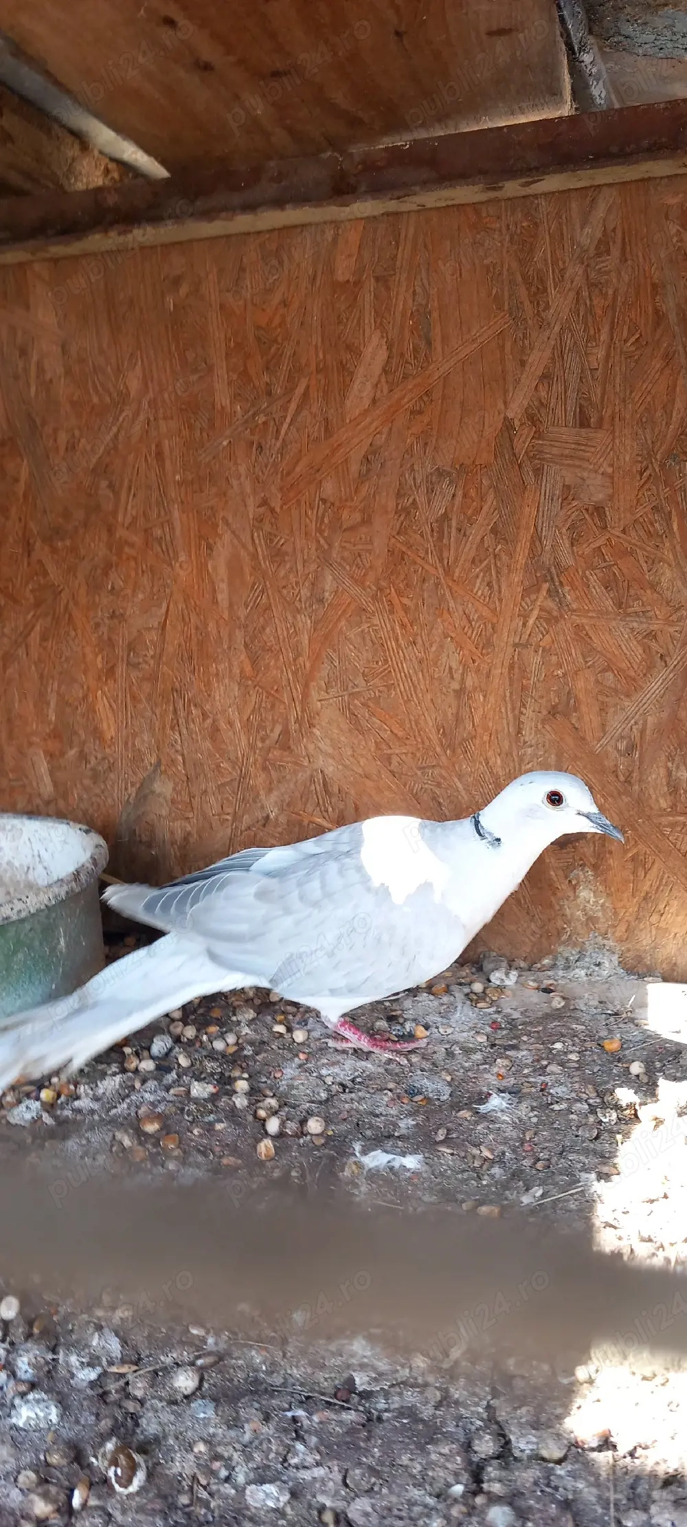 vand turture razatoare