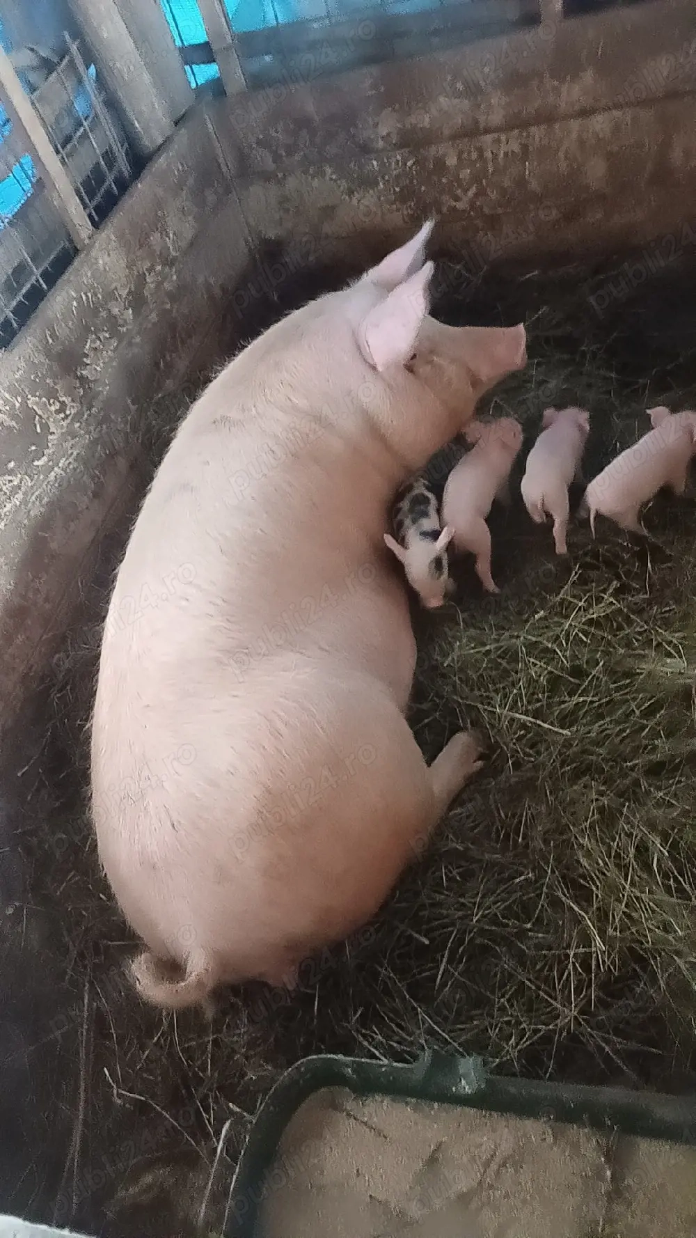 Vand purcea cu porci dupa ea oferta