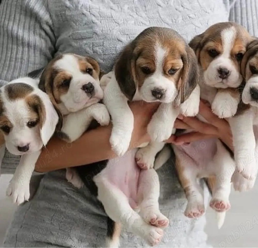 catelusi Beagle