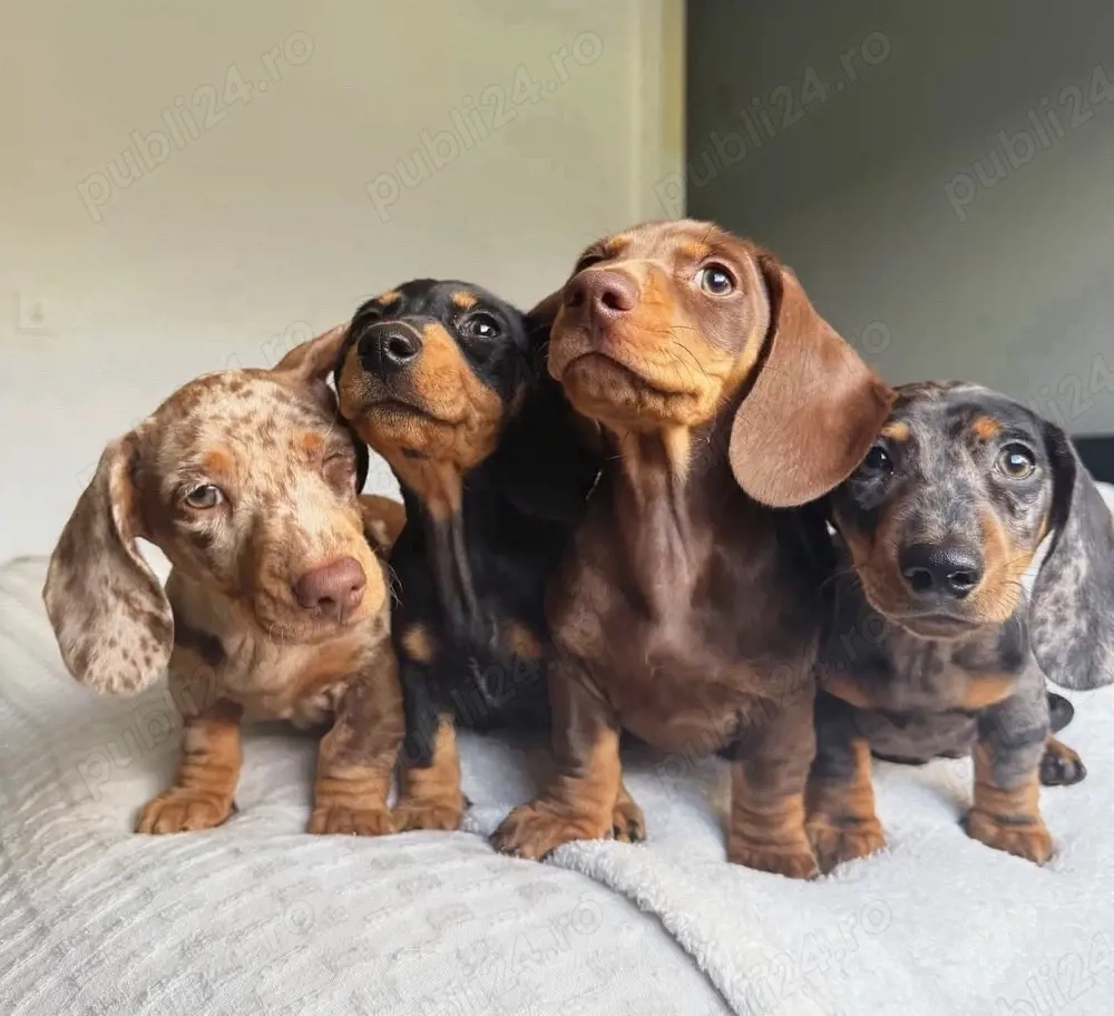 super Căței de teckel