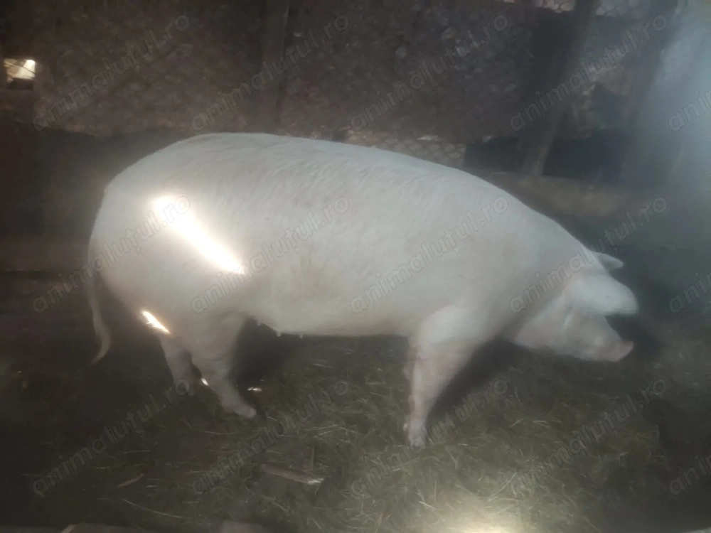 Vând purcea 250 kg prețul de 12,5 lei  în viu .Db  