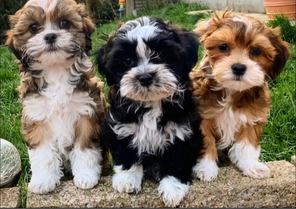 Mini catelusi havanezi