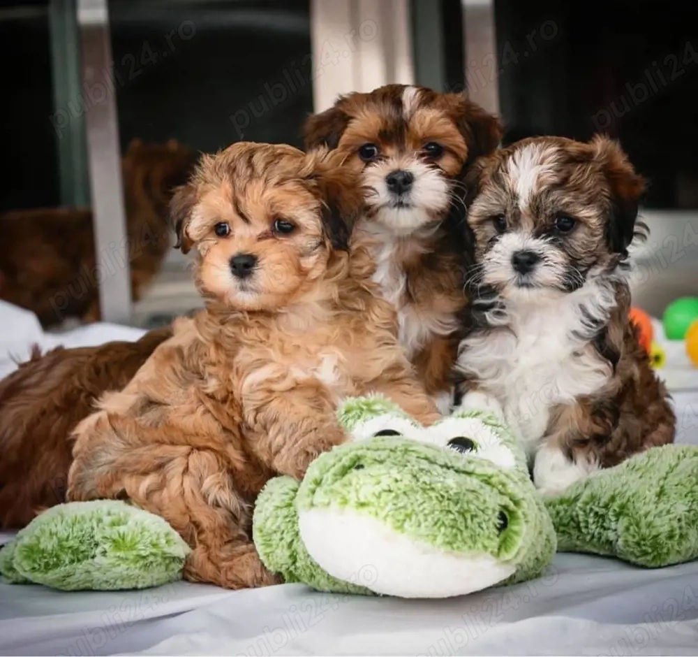 Mini catelusi havanezi