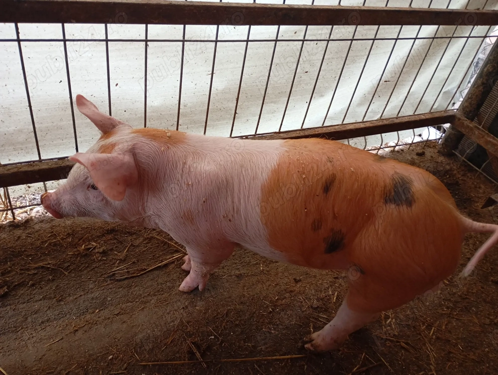 Pentru mai multe detali la telefon