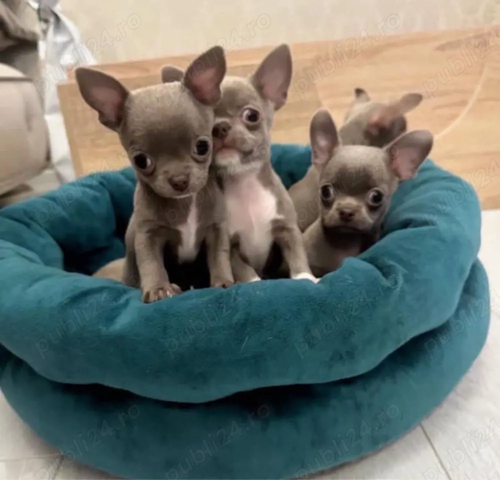 Mini catelusi Chihuahua