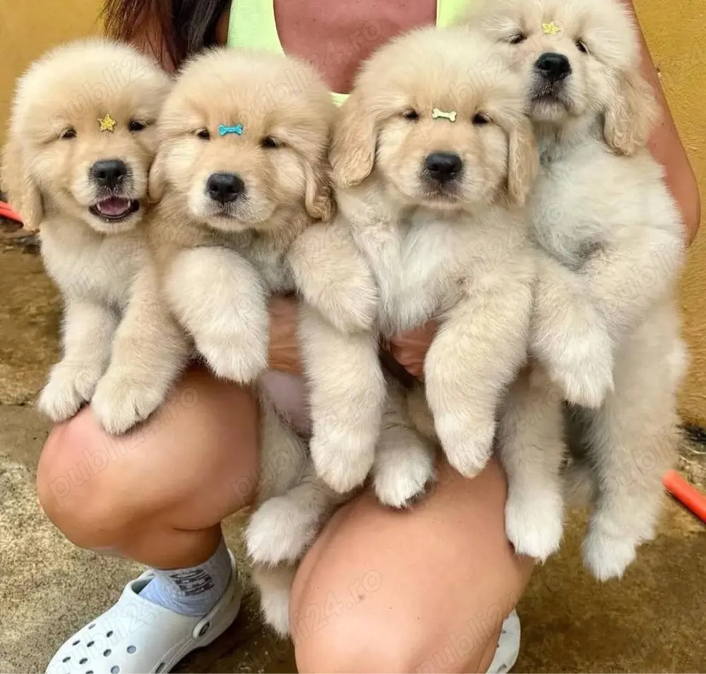 Cățeluși Golden Retriever