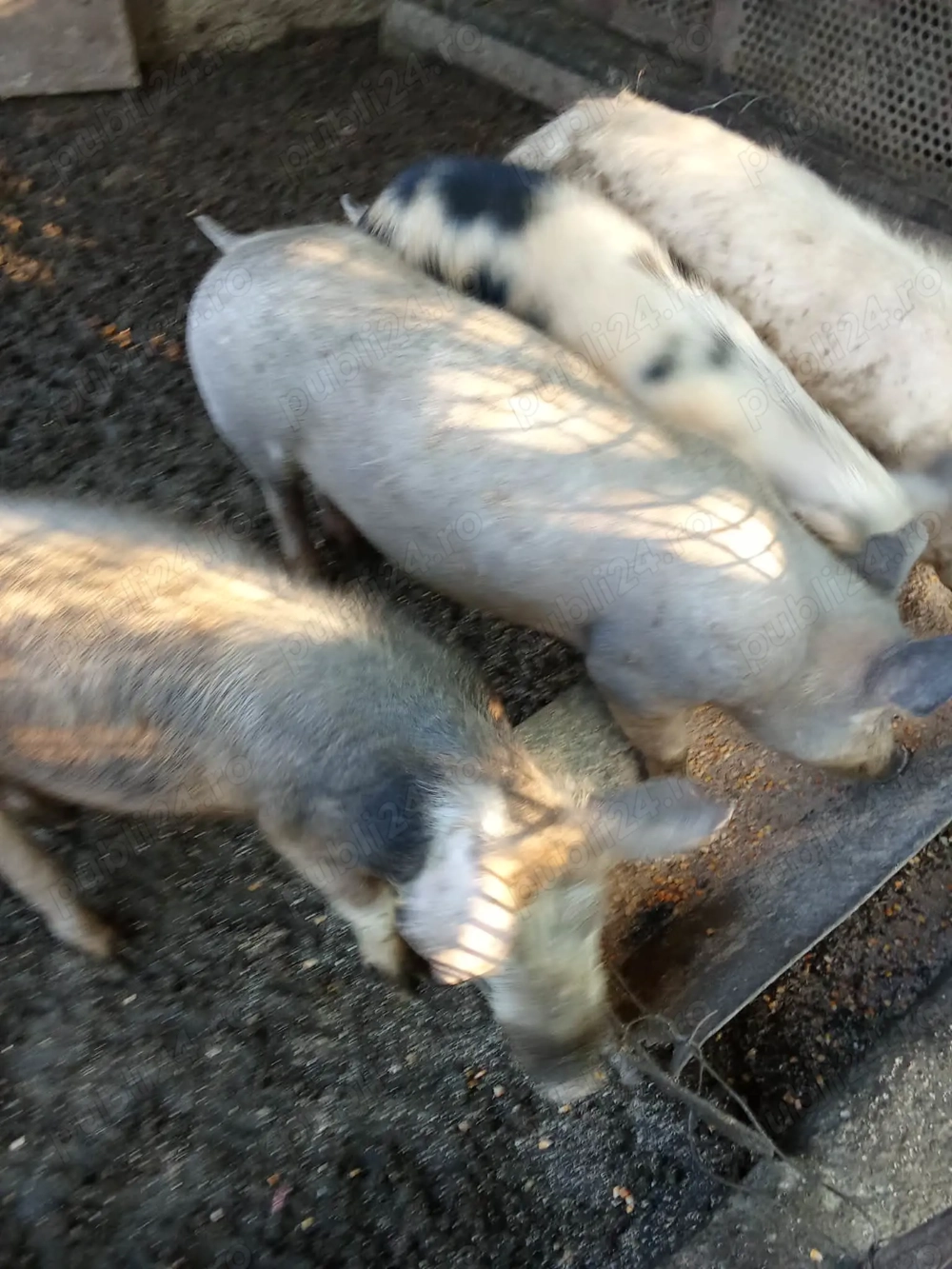 Vând porc 15 lei kg