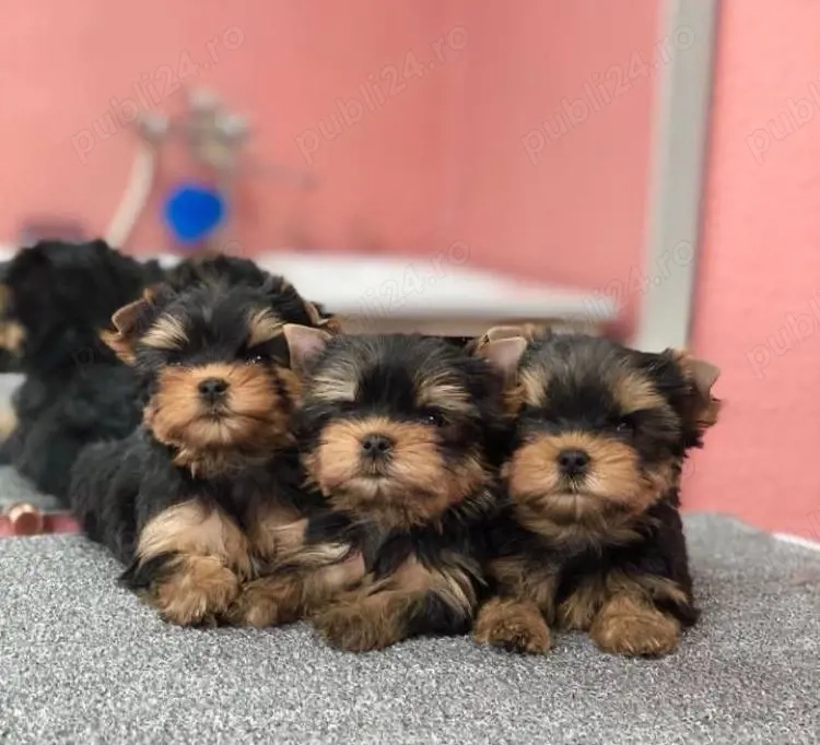 Mini catelusi Yorkshire Terrier