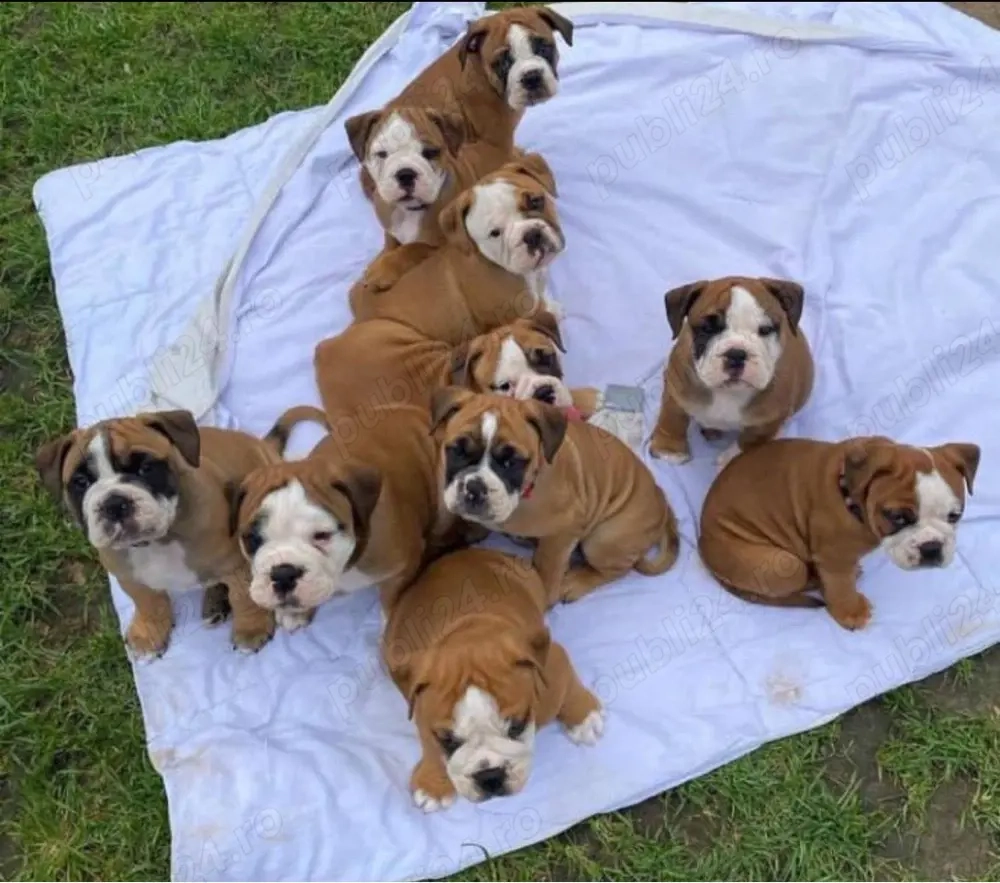 Cățeluși de buldog englez