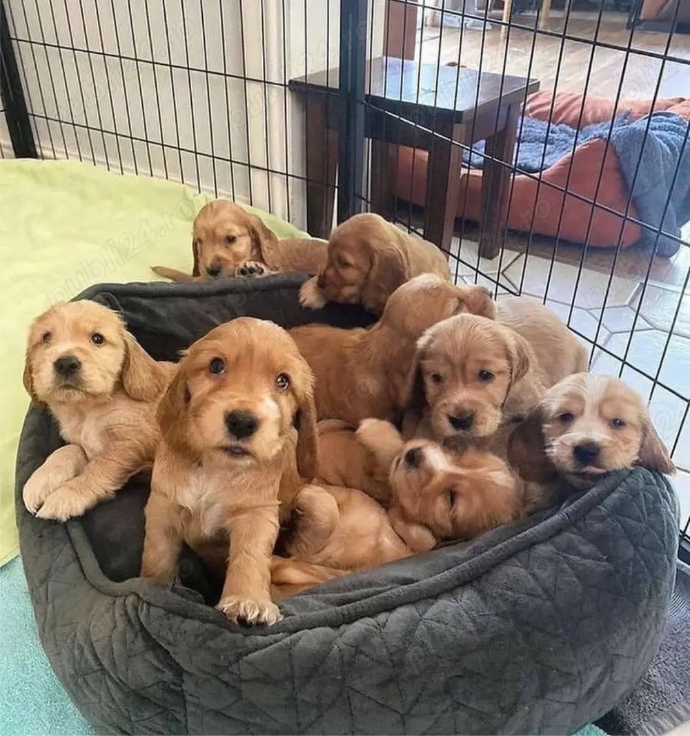 Cocker spaniel Cățeluși