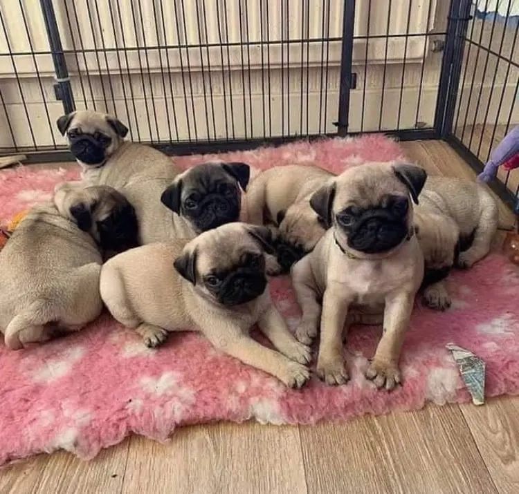 cățeluș pug-mops