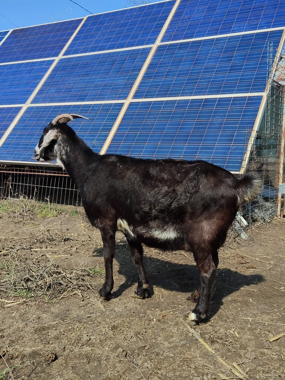 Oferta capre si iezi, anglo-nubian, 10 bucati, conform descrierii + CADOU !