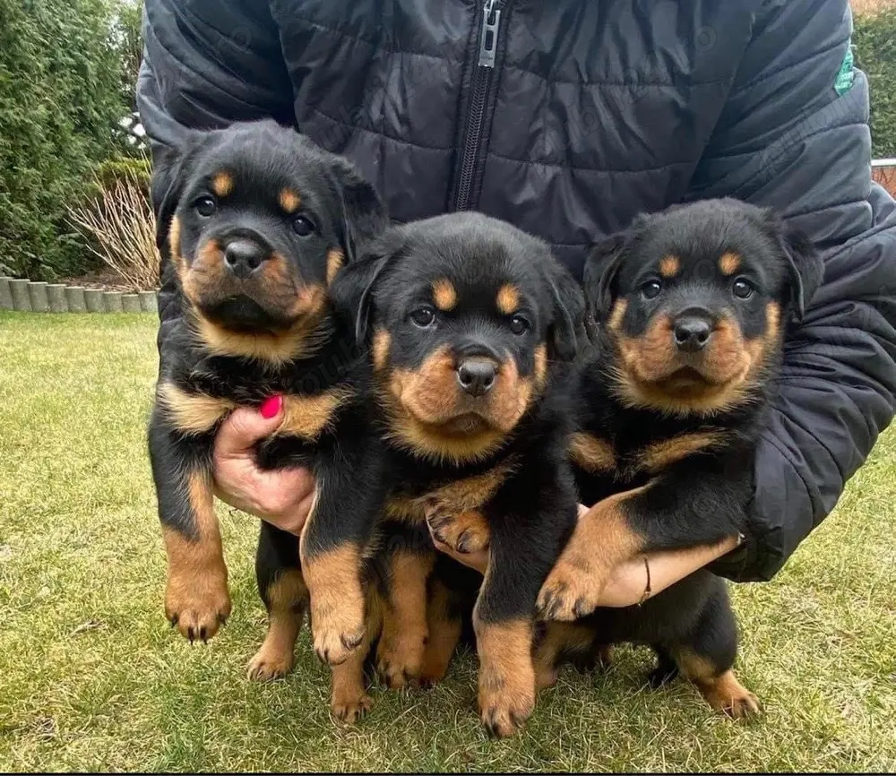 catelusi rottweiler