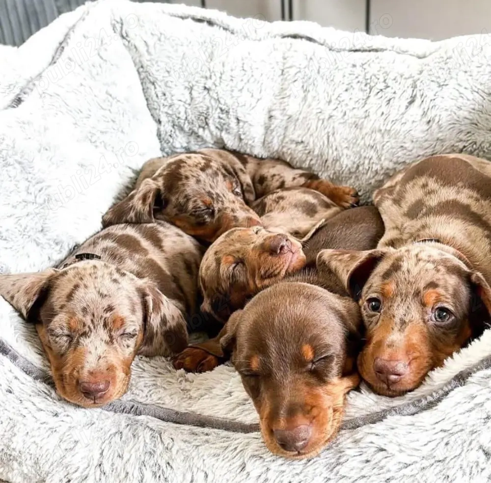 Super Căței de teckel