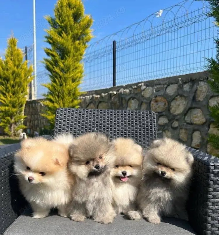 pui de pomeranian Catelusi Zwergspitz 
