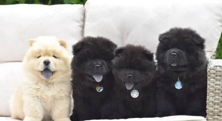 catelusi Chow Chow