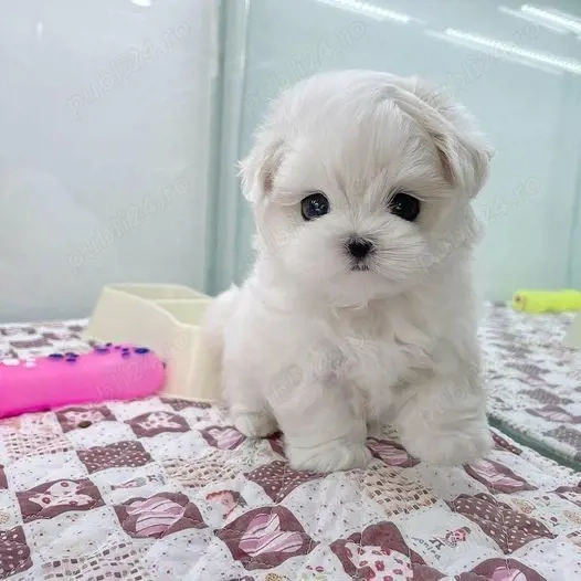 Bichon Maltez Mini Toy