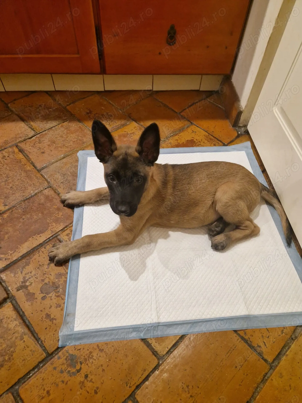 Puiuti Malinois cautam familie iubitoare
