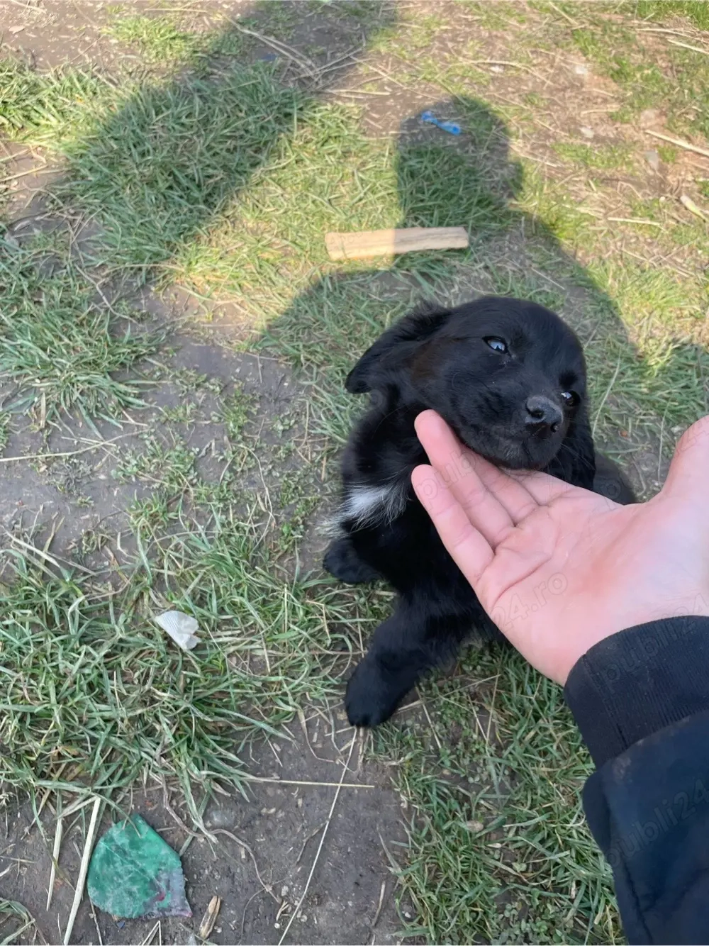 teckel normal si teckel sarmos 