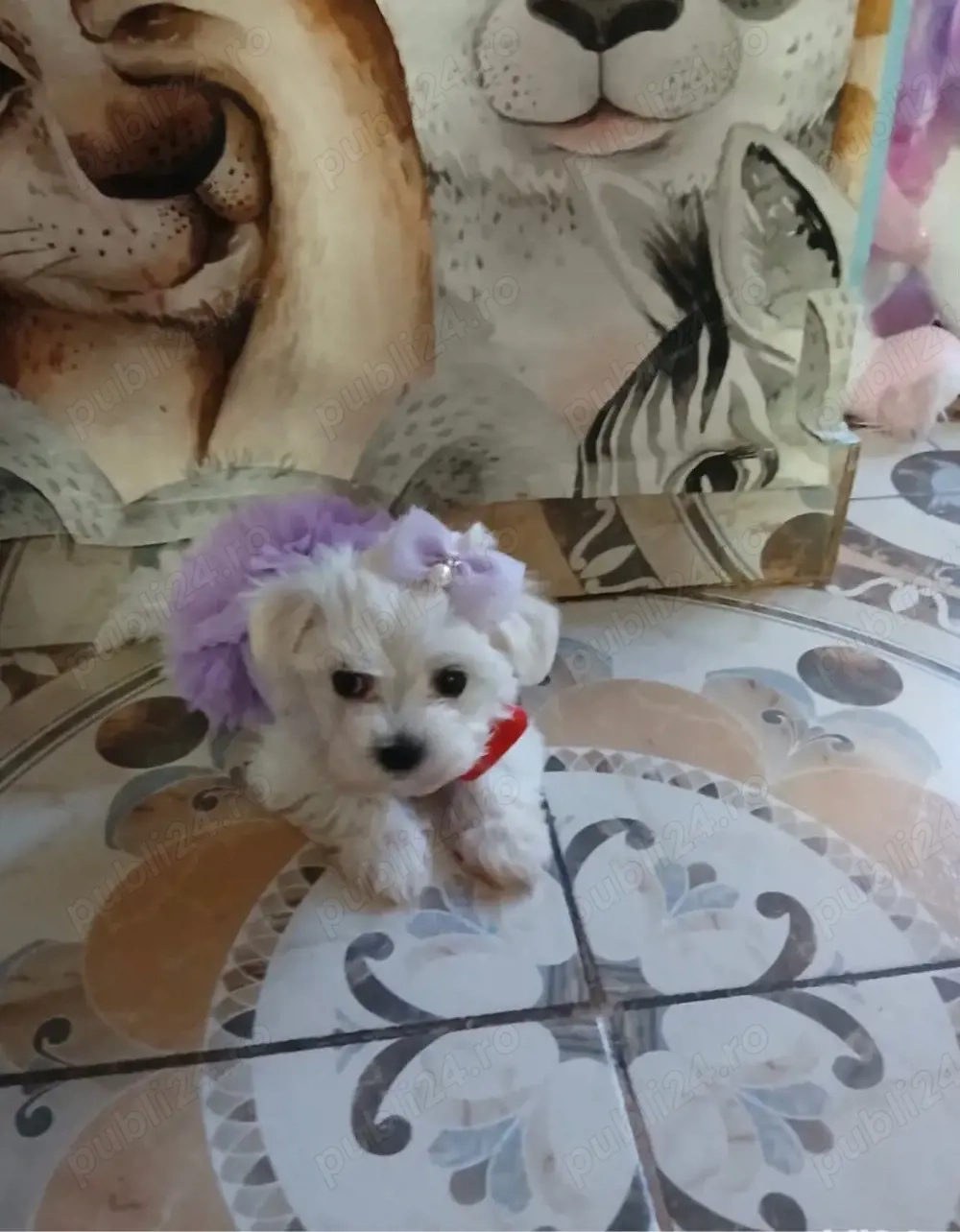 bichon maltez alb femela