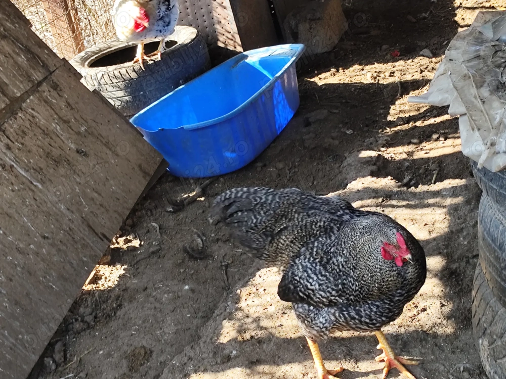 Vând cocoși diferite culori 