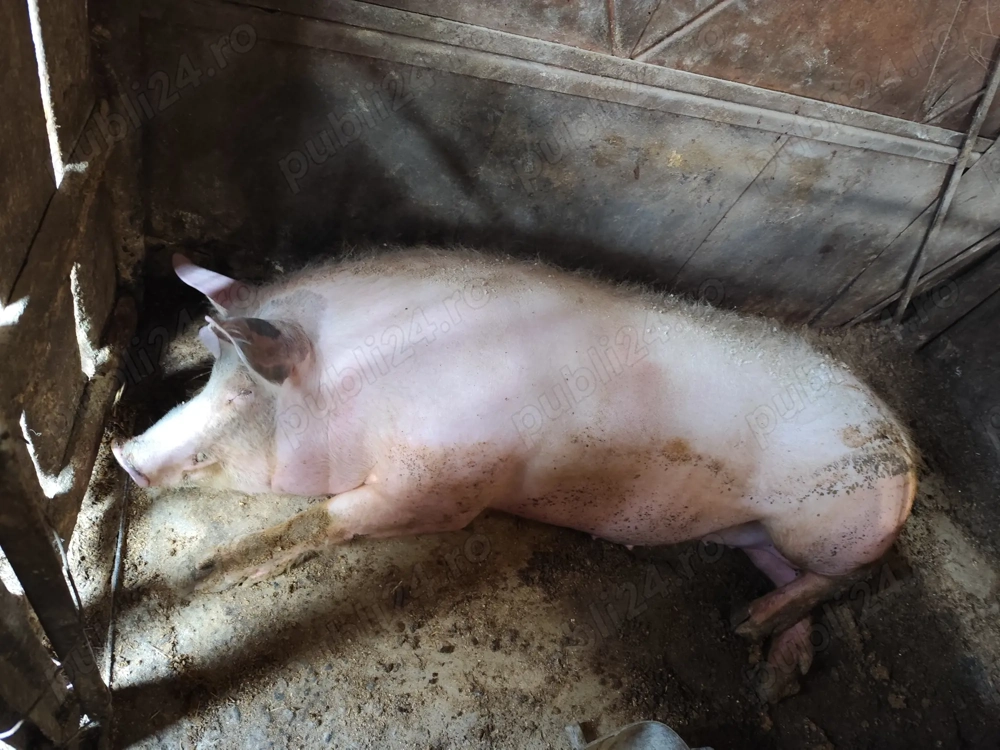 Vând jumătate de porc 