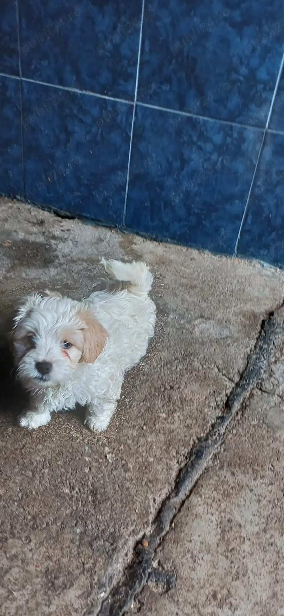 Vând bișoni maltezi