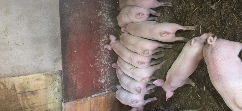 Vând purcei 9 săptămâni 