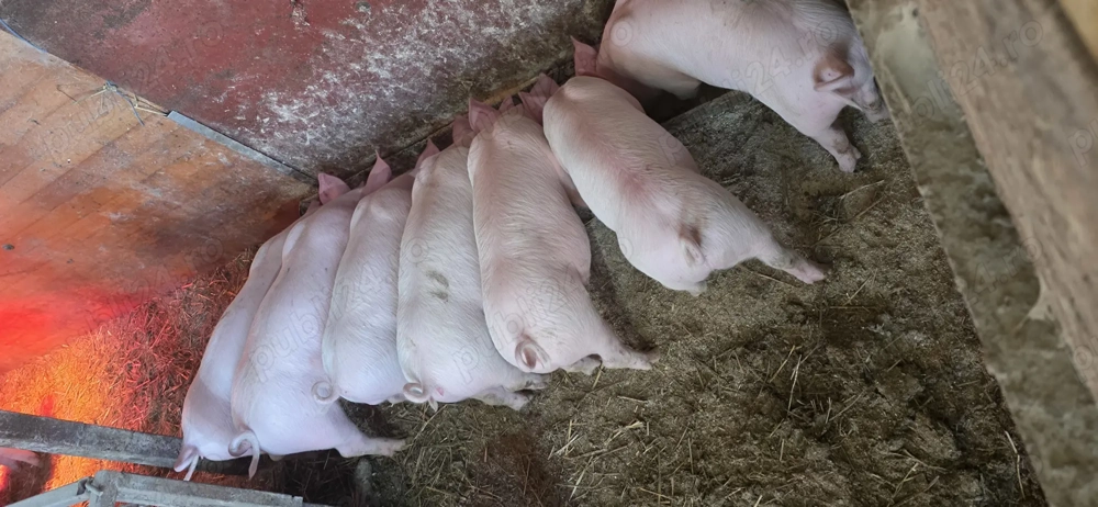 Vând purcei 9 săptămâni 