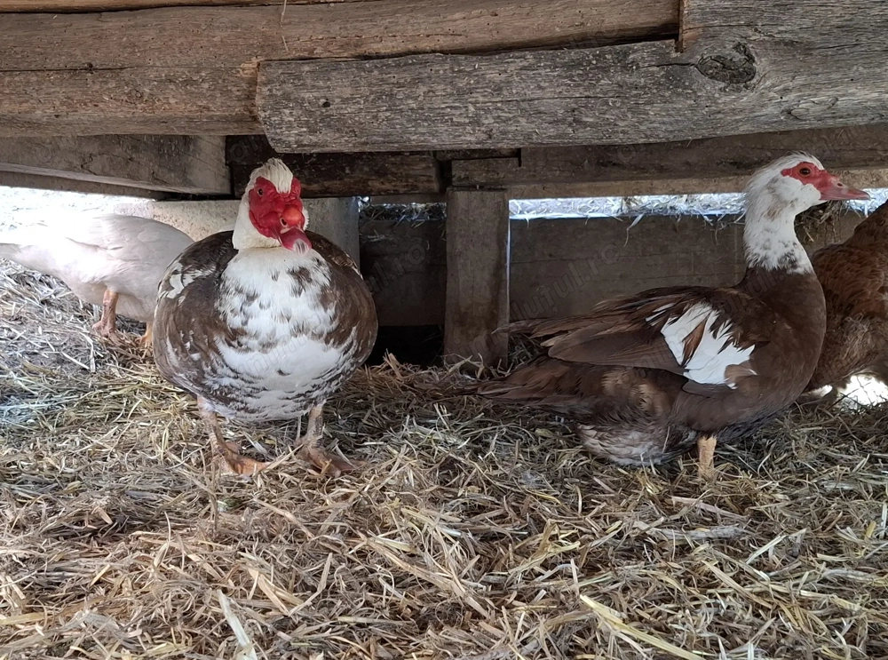 Oua incubat de rata muta si rață alergatoare 