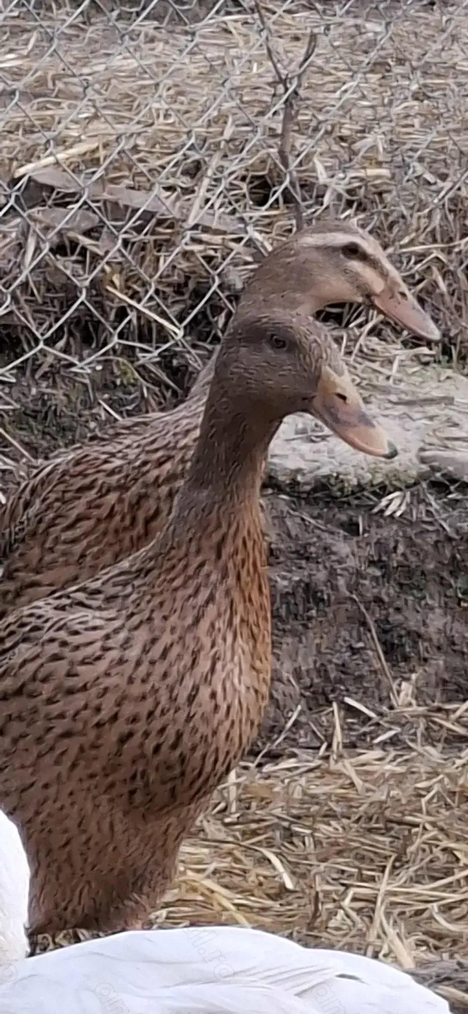 Oua incubat rață indiana alergatoare 