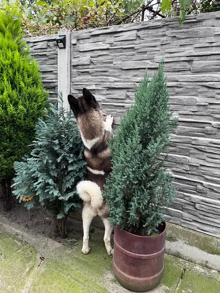 Donez Femelă Akita American 