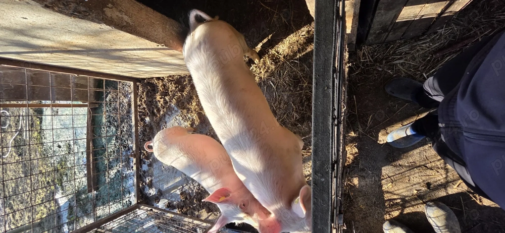 Vând vier in jur de 90-100 kg